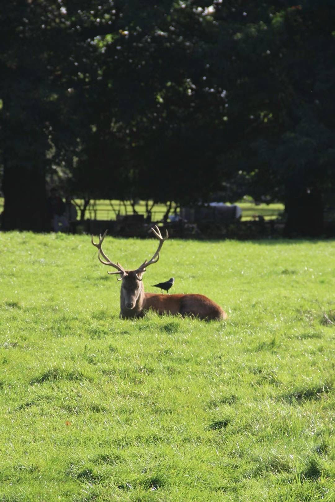 Student activities in Nottingham - Wollaton deer park